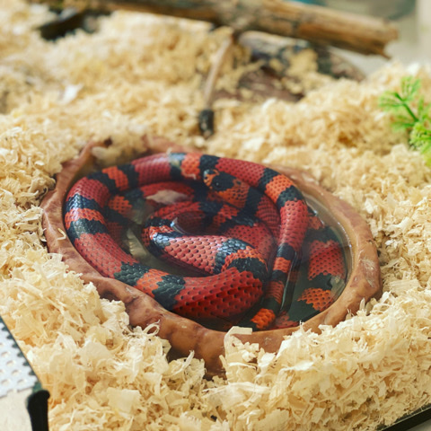 3 year old milksnake