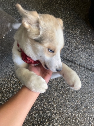Labrador Husky – Labrador husky