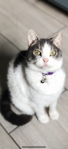 American Shorthair – Sophie