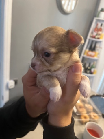 Chihuahua – tiny little chihuahua