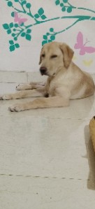 Labrador Retriever – labrador male