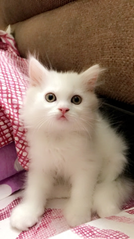 Persian (Modern) – 2months old kitten