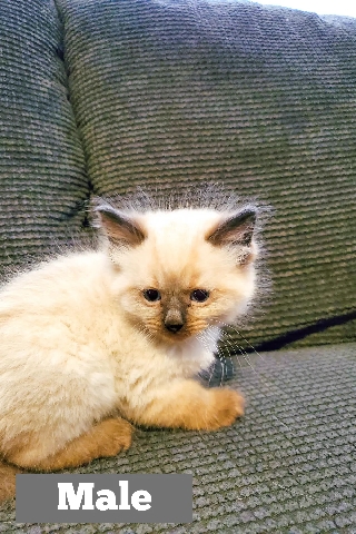 Ragdoll – Ragdoll Kittens