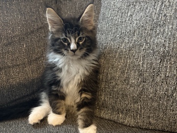 Maine Coon – Maine Coon Kitten – Gibsonburg