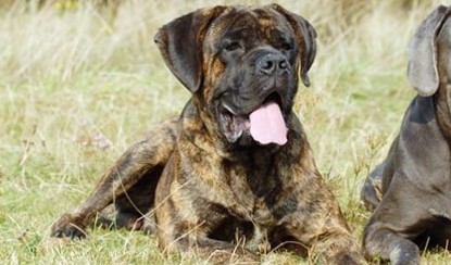 Cane Corso – American Bully Must Find New 4 Ever Home