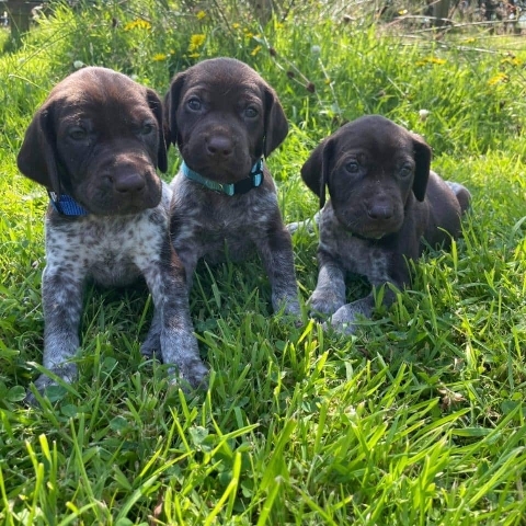 German Shorthaired Pointer – AKC Female German Shorthairesld Pointers Puppies