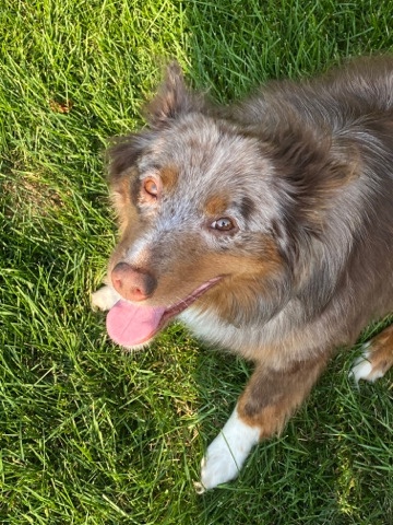 Australian Shepherd – Star