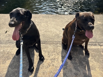 Rehome / penny & shadow ❤️