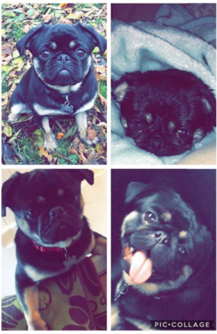 Pug – male 3 year old pug