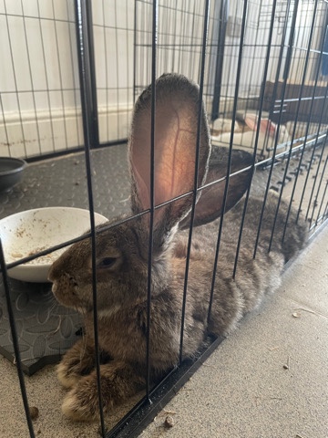 2 Giant Continental Rabbits for £50 together