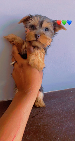 Yorkshire Terrier – baby Yorkie