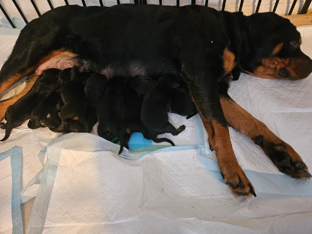 Rottweiler – Exceptional Rottweiler Puppies – Ready 19th July – Sedlescombe