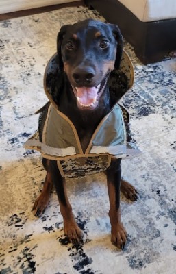 Doberman Pinscher – Want to Sell/Rehome my beautiful doberman – Las Vegas