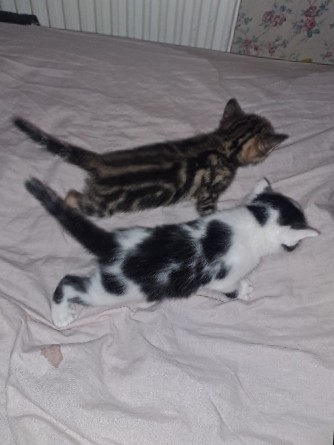 cute kittens