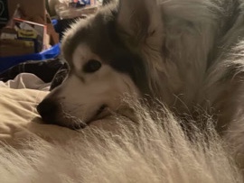 Siberian Husky – Dog needs Rehome ASAP – Woodstock