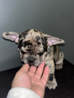 French Bulldog – french bulldog