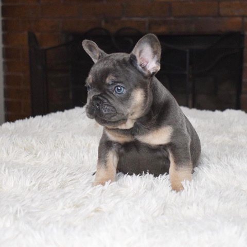 French Bulldog – French bulldogs puppy ready for new family