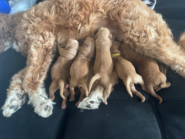 f1 goldendoodle/golden retriever pups