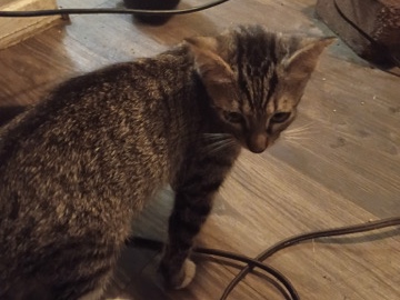 American Shorthair – Sweet American Shorthair Kitten Available in Dallas – Dallas
