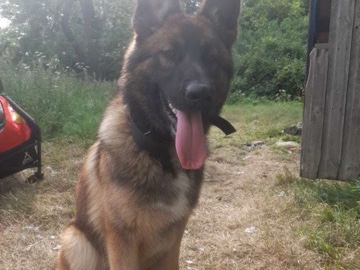 German Shepherd – German shepherd – Grantham