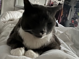 sweet cat looking for a new home