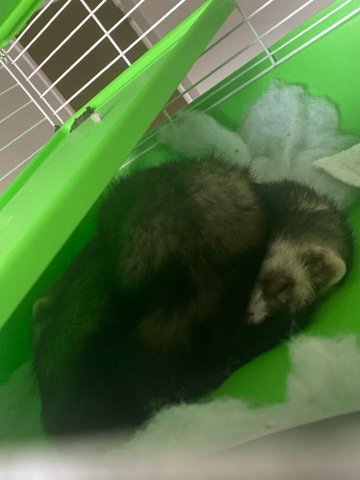 ferret – ferrets