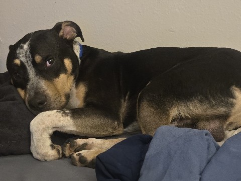 Mixed Breed – Puppy needs a Forever home! Please contact me for any questions or adopting! – San Antonio