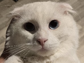 Scottish Fold – Duisburg süd – Duisburg