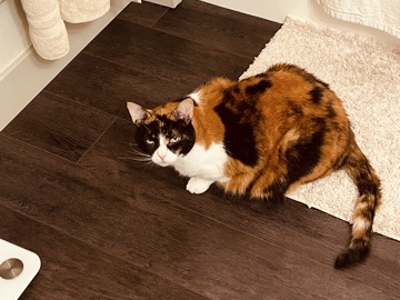 American Shorthair – Meet Rolo! Sweet 10-Year-Old Calico Looking for Her Forever Home ❤️ – Goodyear