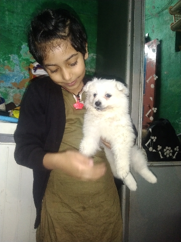 German Spitz puppy male Romeo 