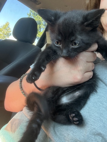 male black kittens