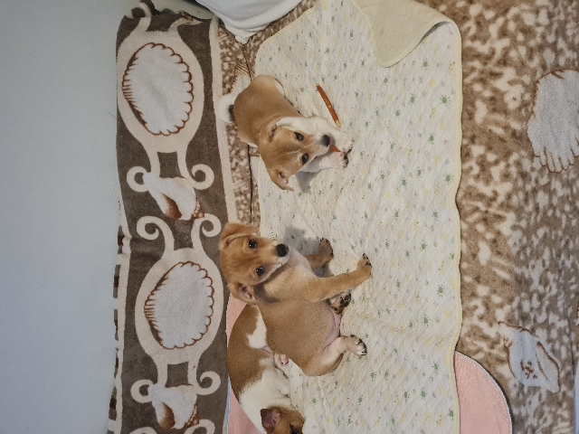 dogs puppies