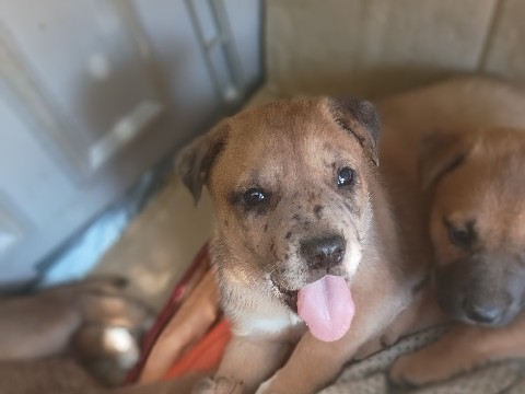 American Pit Bull Terrier – puppies for sale – Palmdale