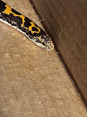 Kenyan Sand Boa