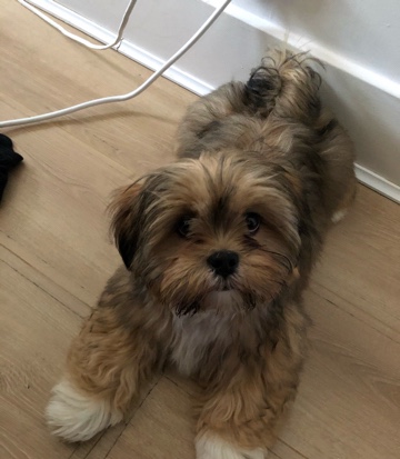 Lhasa Apso – Looking for friendly dog friends :)