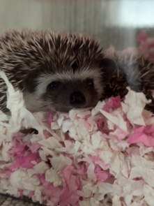 hedgehog