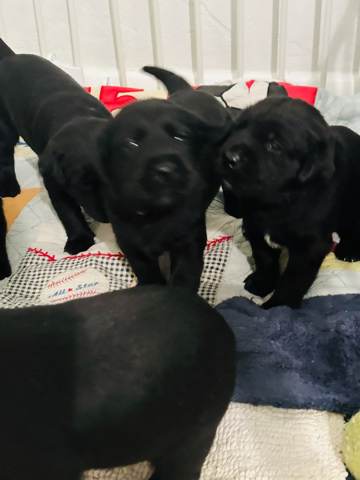 Labrador Retriever – labrador retriever