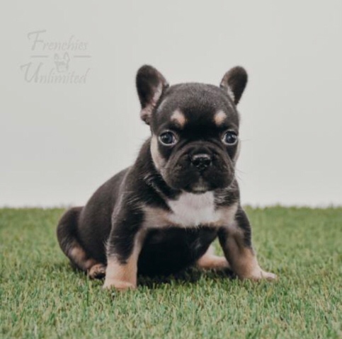 French Bulldog – French bulldog for sale