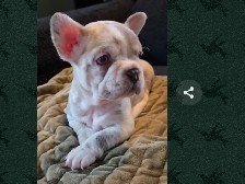 French Bulldog – 2 Beautiful Frenchies for Sale – Dacula