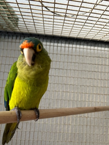 Conures – half moon Conure Bird
