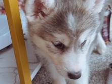 Alaskan Malamute – Alaskan malamute – Minneapolis