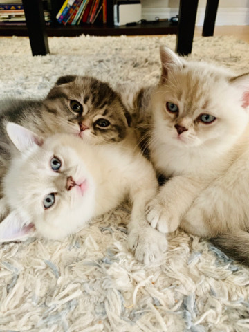 Scottish Fold – Adorable Scottish Fold Mix Kittens