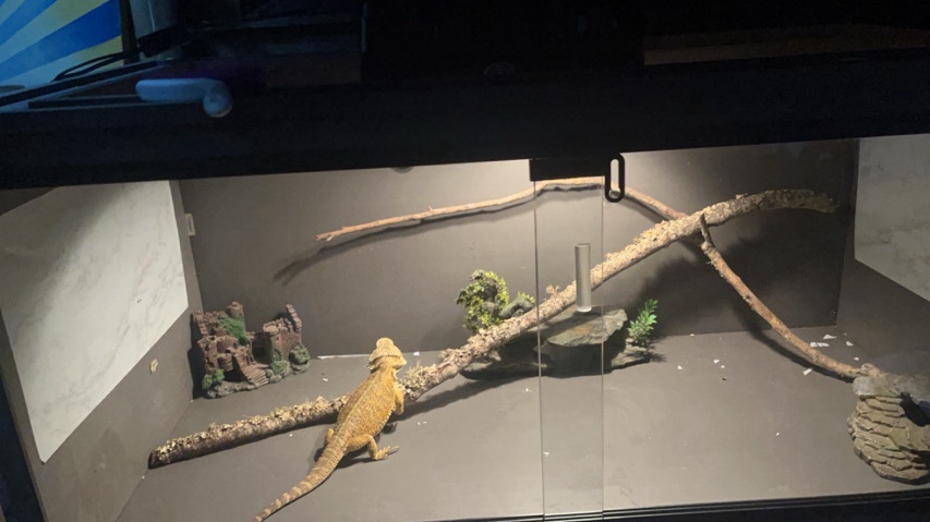bearded dragon