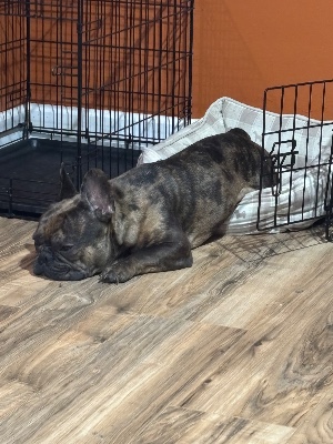 French Bulldog – Red Merle French bulldog – Columbus
