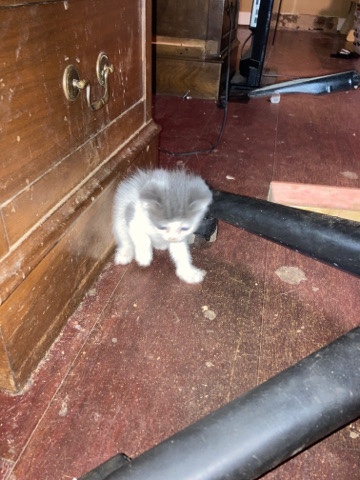 cute kitten