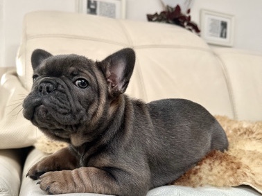 Exklusiv! Französische Bulldoggen WORLDWIDE🌏