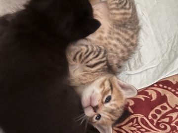 2 month old kittens – Annandale