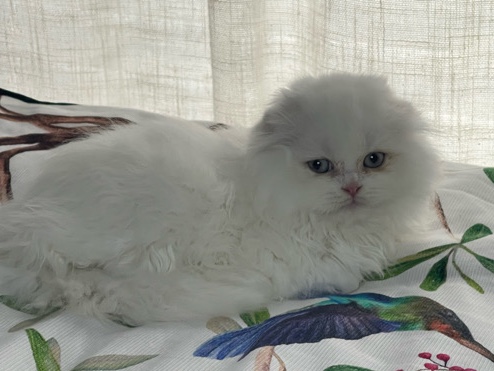 Scottish Fold – Scottish fold white kitty