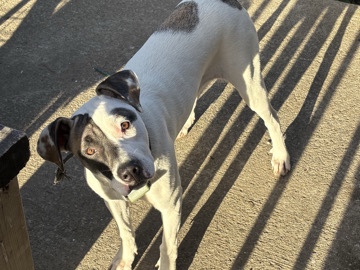 Pointer (dog breed) – Willow – Kokomo
