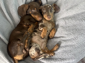 Dachshund – Dachshund Puppies for sale !!!! – San Diego